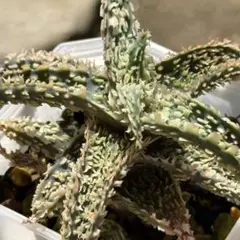 アロエ ハイブリッド Aloe hybrid 第四種 M−27 - メルカリ