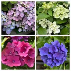 紫陽花 挿し穂 6種類 各1本ずつ ネコポス発送 - メルカリ