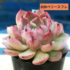 ベリースフレ 札のみ ミックスベリア おらいさん苗 多肉植物 - メルカリ