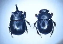 ダイコクコガネ 27mm ♂ ︎︎ ♀︎︎ ♀ 標本 大型 ダイコクコガネ 大型ペア 完品標本 針穴無し - メルカリ
