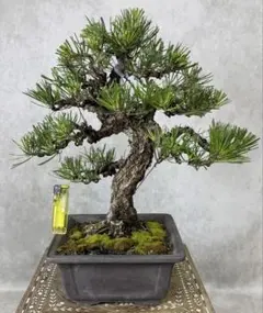 【松・黒松】小品盆栽樹高約33cm幅約35cm奥行約30cm幹周約13.5cmのサムネイル