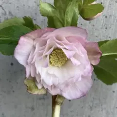 2026年最新】野田園芸の人気アイテム - メルカリ