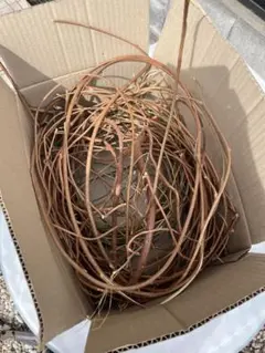 2025年最新】藤の蔓リースの人気アイテム - メルカリ