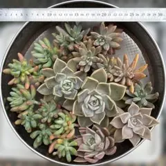 148.多肉植物　多肉花壇セット