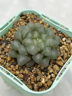 クイーンアラベスク様 リクエスト 3点 まとめ商品