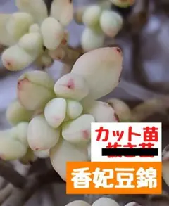 【香妃豆錦⑤】 カット苗 エケベリア セダム 多肉植物 寄せ植え つぶつぶ 群生