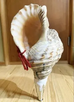 特大42.5㎝修験道 法螺貝 山伏 密教 魔除け 熊よけ❣️ほら貝 ホラガイ 