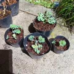 蒼結真様 リクエスト 2点 まとめ商品