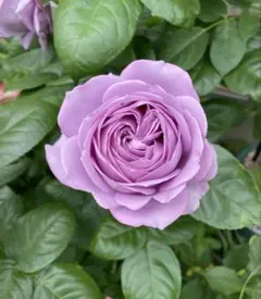 バラ苗 薔薇苗 青バラ 藤色バラ 紫色バラ 挿木苗3のサムネイル