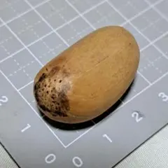 ★ホリダス　エンセファラルトス★種子④のサムネイル