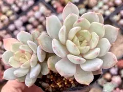 2025年最新】エケベリア ラウイの人気アイテム - メルカリ