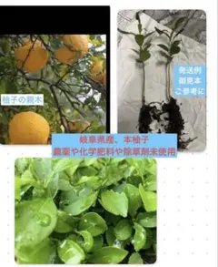 柚子の葉 30枚 無農薬 - メルカリ