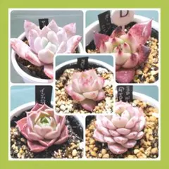 杏仁ミルク様 リクエスト 2点 まとめ商品