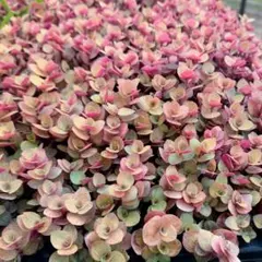 a *様 リクエスト 3点 まとめ商品