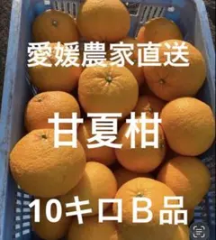 愛媛農家直送　甘夏柑 10キロＢ品のサムネイル