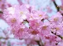 エゾ山桜苗木　1.8メートル　淡いピンクの桜の苗木 エゾ山桜苗木 1.8メートル 淡いピンクの桜の苗木 - メルカリ