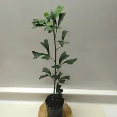 2025年最新】シェフレラの人気アイテム - メルカリ