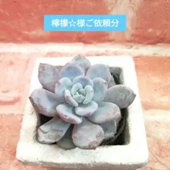 檸檬☆様ご依頼分 グリーンティケーキ他 多肉 エケベリア