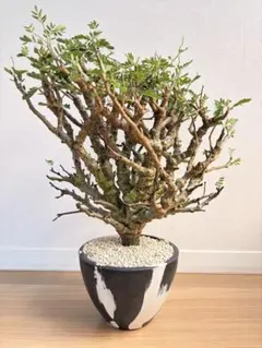 センナ　メリディオナリス　発根済み　4号鉢外管理　鉢ごとメルカリ便 センナ メリディオナリス 発根済み 4号鉢外管理 鉢ごとメルカリ便