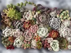 多肉植物　カット苗(寄せ植え)セット(大)C9 2250円→2050円値下げ