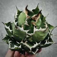 2026年最新】姫厳竜の人気アイテム - メルカリ