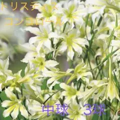 イワ～サト様 リクエスト 3点 まとめ商品