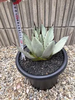 ホヤカーティシー中斑Hoya curtisii inner variegated - メルカリ