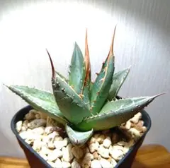 2025年最新】アガベ 帝釈天の人気アイテム - メルカリ