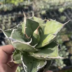 アガベ　ハデス