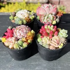40 多肉植物の小さな寄せ植え☆そのまま飾れる☆4コセット