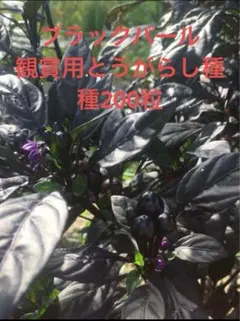 MF  プロフ必読‼︎様 リクエスト 2点 まとめ商品