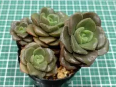 多肉植物 リリーパッド 抜き苗 アエオニウム - メルカリ