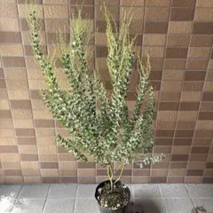 サンカクバアカシア 三角葉アカシア テラコッタ鉢植え 苗ミモザ
