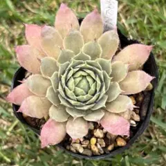 せみせみ様 リクエスト 3点 まとめ商品