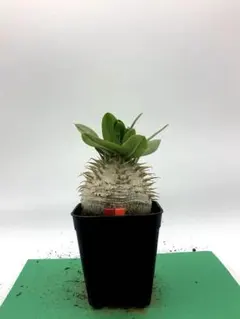 bell様 リクエスト 3点 まとめ商品