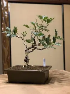 2026年最新】盆栽 真柏の人気アイテム - メルカリ