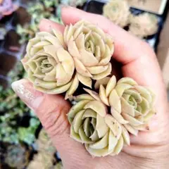 多肉植物 エケベリア ロゼット型 　オンスロー　韓国苗　超美苗２株　抜き苗のサムネイル