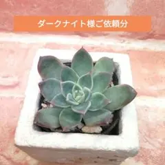 2025年最新】リンゼアナ 中里の人気アイテム - メルカリ