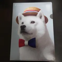 SoftBank 犬のクリアファイル