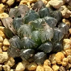 さ*ち様 OB-1オブツーサ錦　超美株　ハオルチア　観葉植物　オークション　10