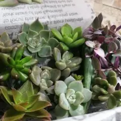 【助けてセット】多肉植物、セダムカット苗詰め合わせ