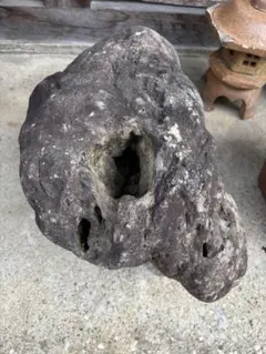 オウムガイ化石 モロッコ産 特大 - メルカリ