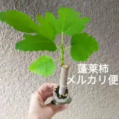 イチジク苗　蓬莱柿①のサムネイル