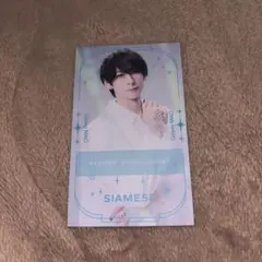 キャッテリア シャム 名刺