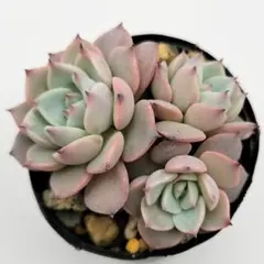 エケベリア　そわそわ×中里リンゼアナ 日本花キ流通 多肉植物 はなベリア そわそわ×中里リンゼアナ 多肉植物