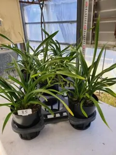 金陵辺。花芽2個。5鉢セット。蜜蜂誘引蘭。日本蜜蜂。キンリョウヘン