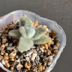 2026年最新】カランコエ もふもふの人気アイテム - メルカリ