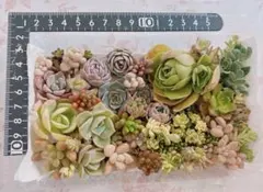 寄植えにも❣️エケベリア・セダム 多肉植物セット　多肉弁当