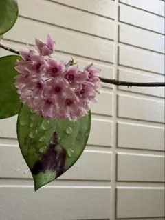 Hoya Callistophylla (Giant) - メルカリ