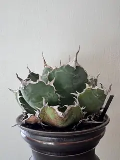 2026年最新】白鯨 ボールの人気アイテム - メルカリ